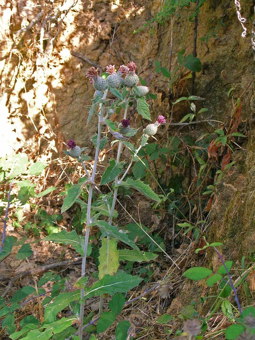 Cirsium scabrum / Cardo scabro